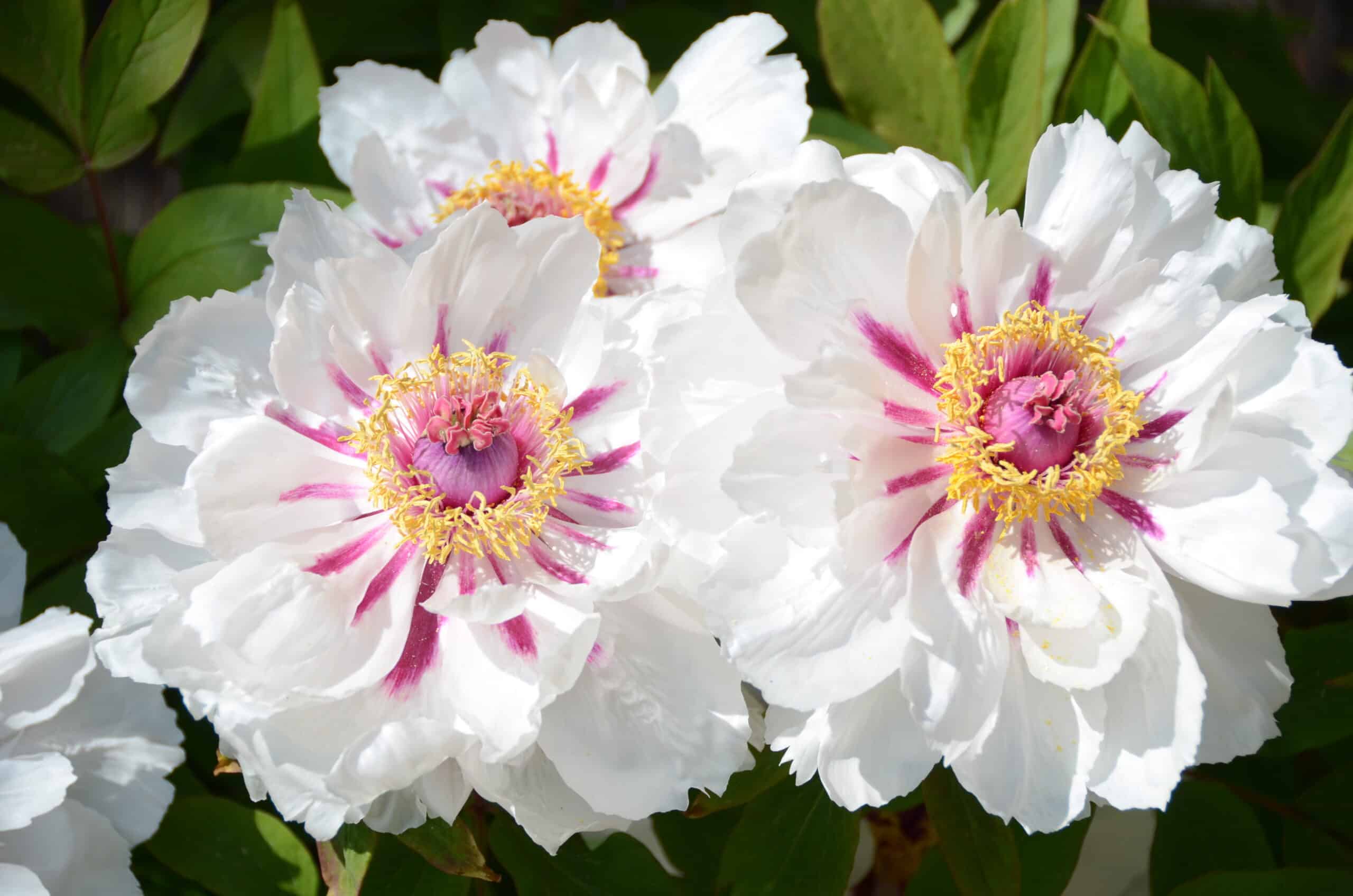 Photographie de fleurs présente dans les Jardins Fruitiers de Laquenexy