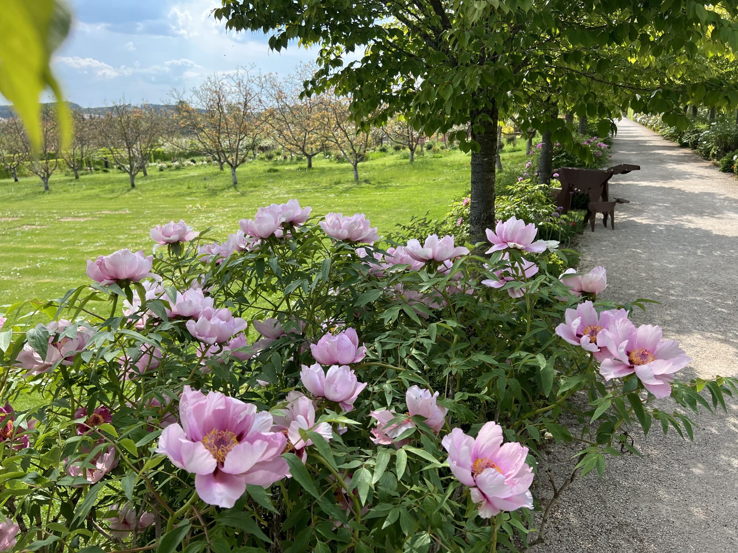 Photographie de fleurs présentes dans les Jardins Fruitiers de Laquenexy avec vue sur les vergers
