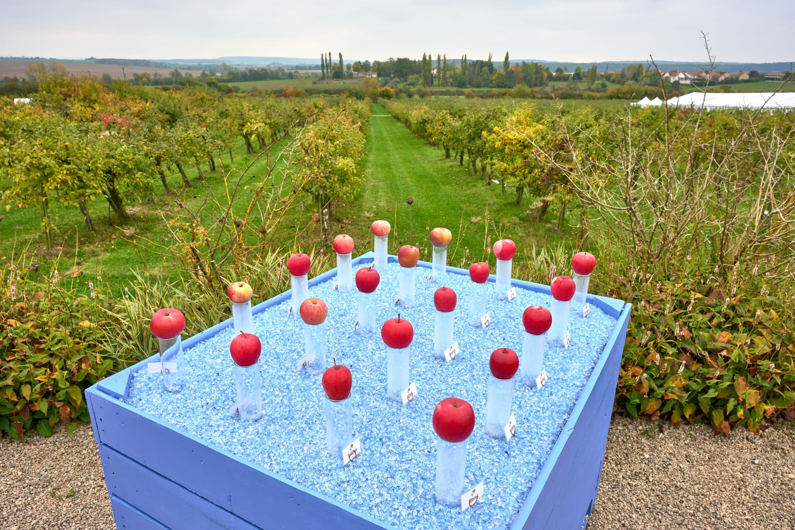 Exposition de différentes pommes avec vue sur des vergers