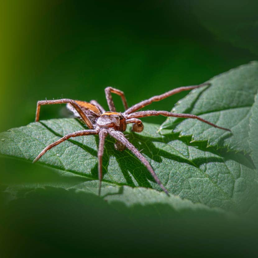 Petite araignée sur une feuille.